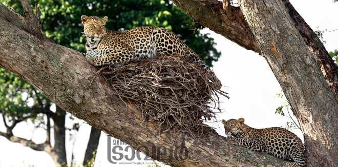 leopard on birds nest1